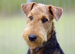 Airedale Terrier